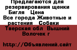 Предлагаются для резервирования щенки Бигля › Цена ­ 40 000 - Все города Животные и растения » Собаки   . Тверская обл.,Вышний Волочек г.